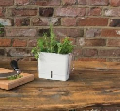 Cole & Mason Self Watering Herb Keeper (H105249U) -Global Store iikw528zjyqraedcnhsa 65362.1614367366